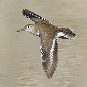 Common Sandpiper